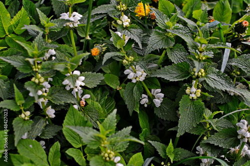 White dead nettle, Lamium album photo