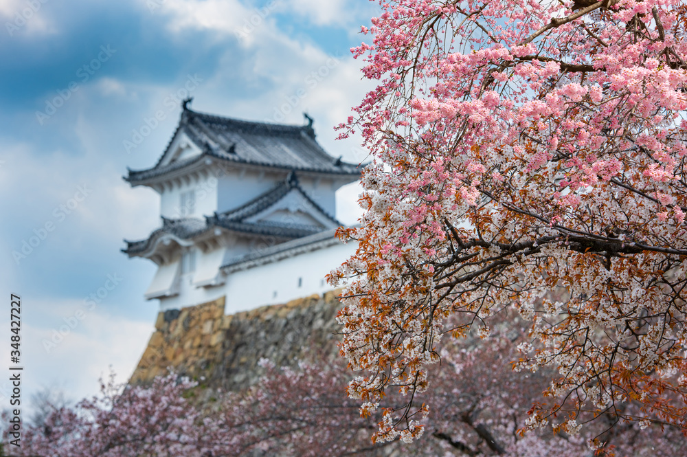 Cherry blossom with Himeji castle in Japan. Cherry blossom with Himeji castle in Japan.
