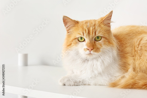 Cute funny cat on shelf unit at home © Pixel-Shot