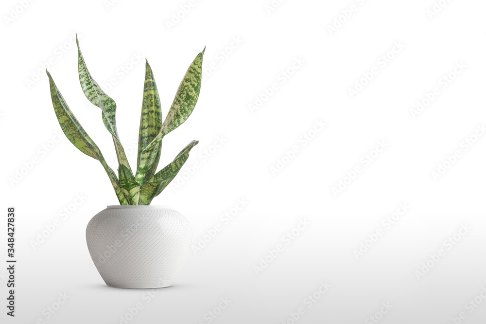 Sansevieria plant in pot on white table Sansevieria plant in pot on white table