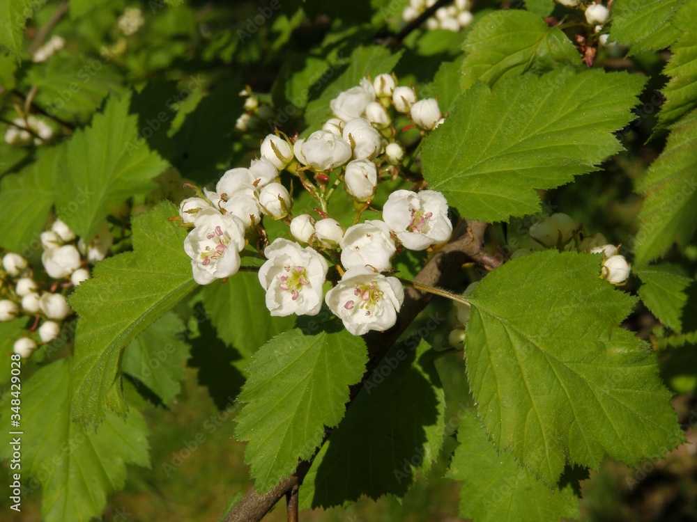 sorbus Mougeotii bush with white flowers close up sorbus Mougeotii bush with white flowers close up