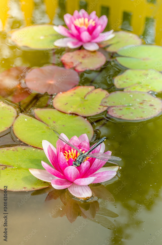 Geen dragonfly sitting on a pink lotus flower/green dragonfly sitting on a pink water lily lotus flower. Geen dragonfly sitting on a pink lotus flower/green dragonfly sitting on a pink water lily lotus flower.