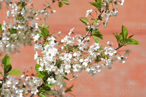 Beautiful blooming cherry tree on a sunny spring day close-up. Natural background