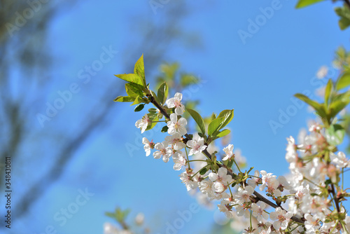 Beautiful blooming cherry tree on a sunny spring day close-up. Natural background