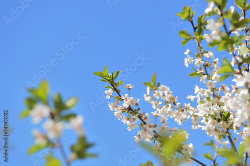 Beautiful blooming cherry tree on a sunny spring day close-up. Natural background