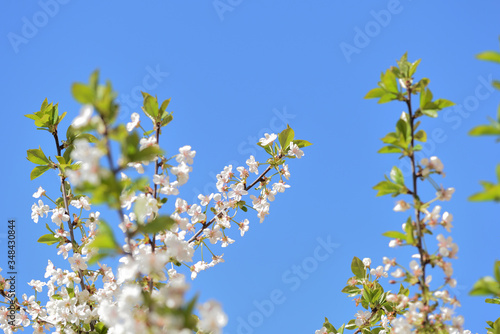 Beautiful blooming cherry tree on a sunny spring day close-up. Natural background