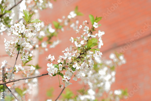 Beautiful blooming cherry tree on a sunny spring day close-up. Natural background