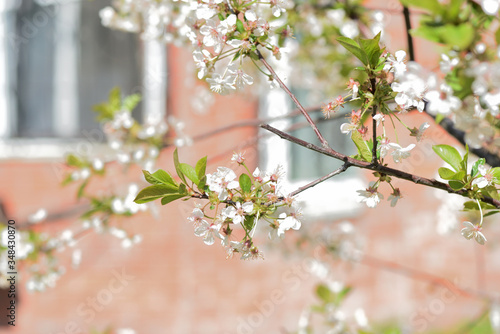 Beautiful blooming cherry tree on a sunny spring day close-up. Natural background