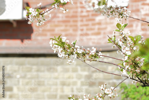 Beautiful blooming cherry tree on a sunny spring day close-up. Natural background