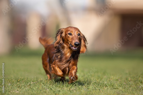 dog dachshund breed in the park