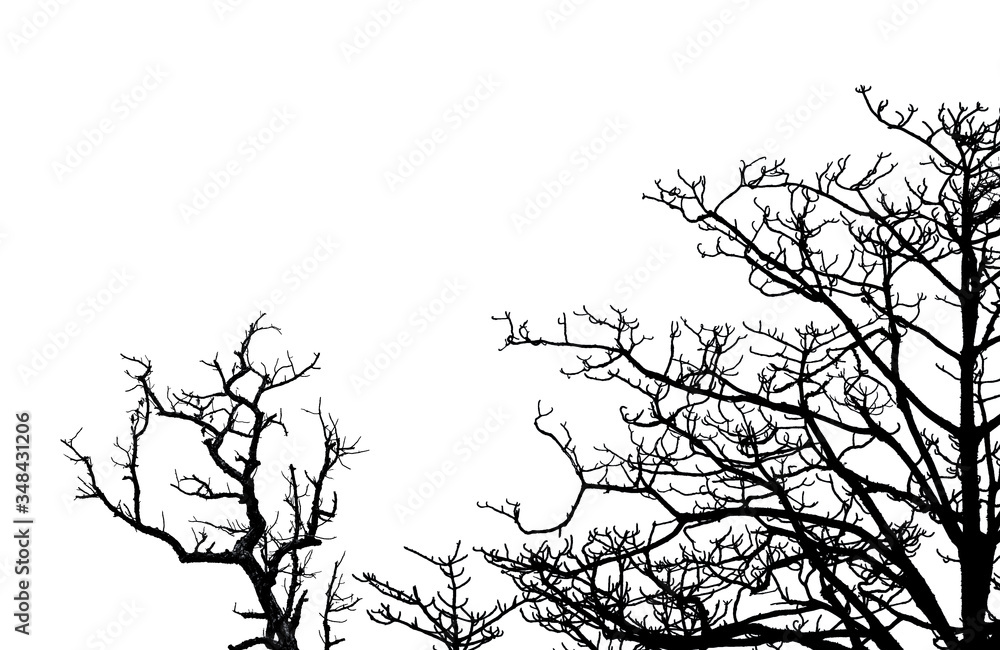 Silhouette dead tree and branches isolated on white background. Tree branch for graphic design and decoration. Art on black and white scene. Background for sad, death, lonely, hopeless, and despair.