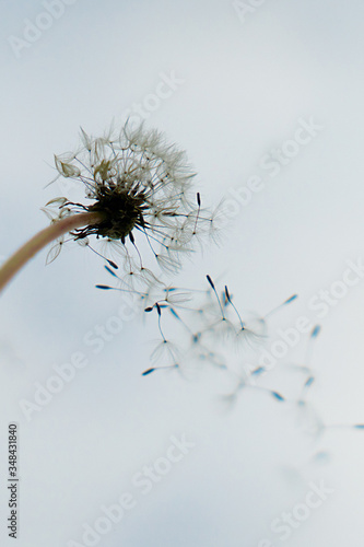 a dandelion seed flying up into the sky