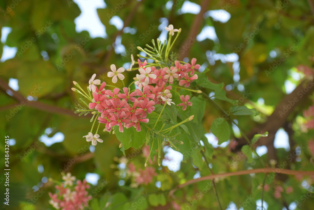 Combretum indicum, also known as the Rangoon creeper or Chinese honeysuckle, is a vine with red flower clusters and native to tropical Asia. Combretum indicum, also known as the Rangoon creeper or Chinese honeysuckle, is a vine with red flower clusters and native to tropical Asia.