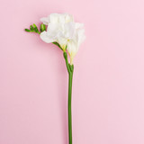 Delicate decorative flowers on a pink background.