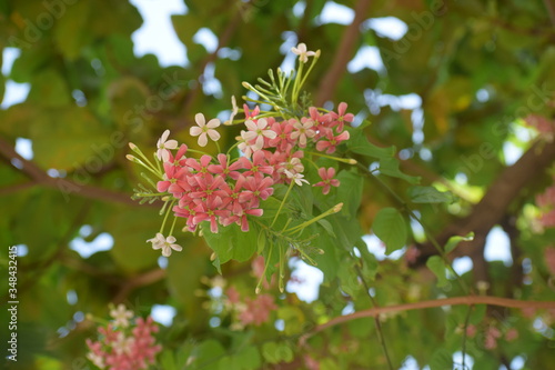 Combretum indicum, also known as the Rangoon creeper or Chinese honeysuckle, is a vine with red flower clusters and native to tropical Asia. © Sneha