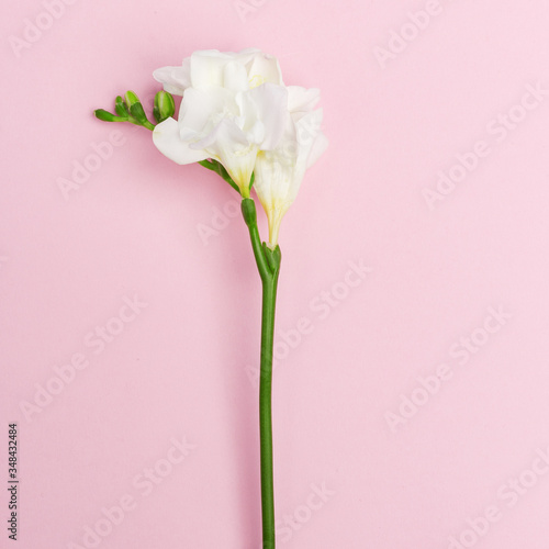 Delicate decorative flowers on a pink background.