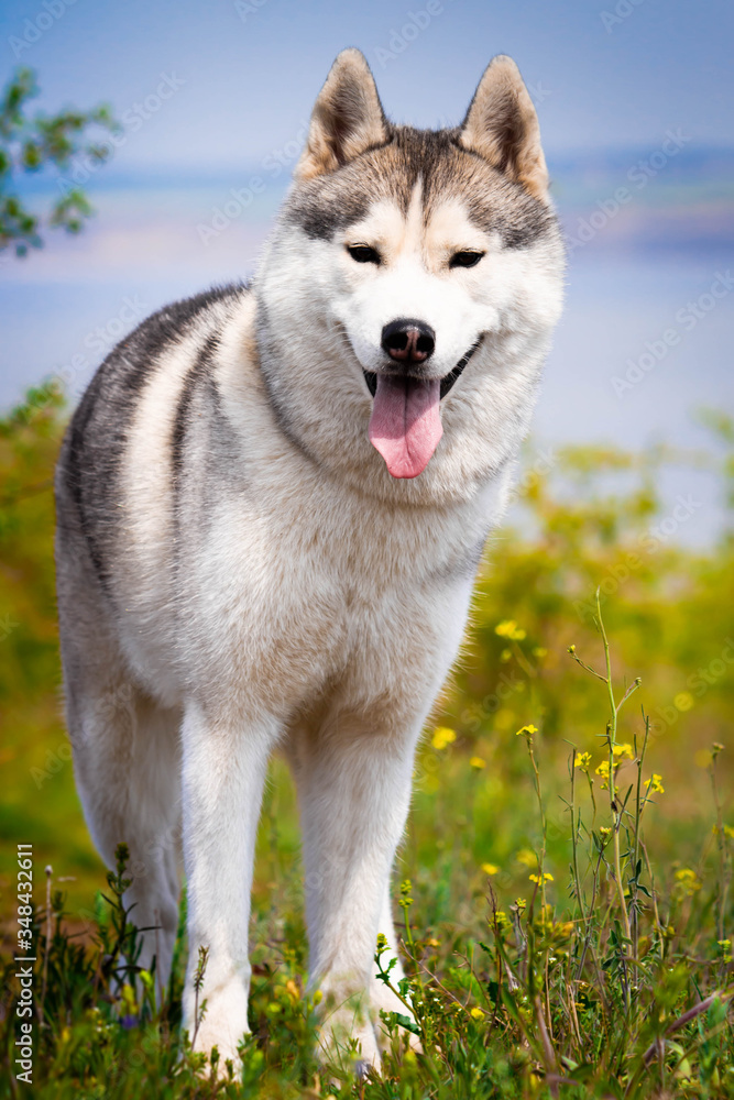 Portrait of a Siberian Husky. Close-up. A dog is standing on the grass. Landscape. Background river. A purebred dog without a leash. Portrait of a Siberian Husky. Close-up. A dog is standing on the grass. Landscape. Background river. A purebred dog without a leash.