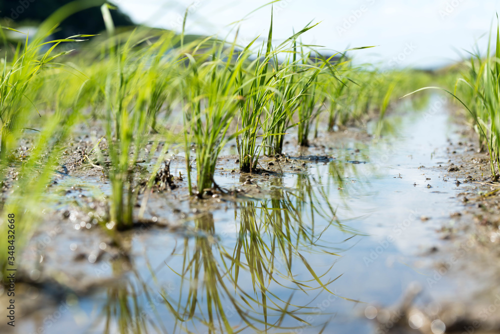 Rice seedlings newly planted in a wet rice field. Rice seedlings newly planted in a wet rice field.