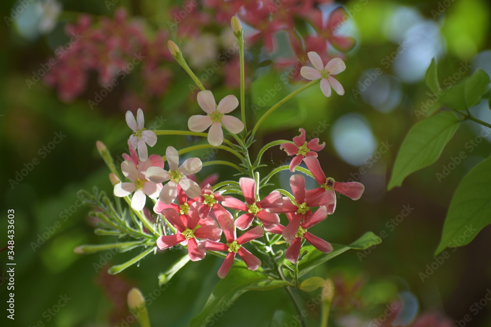 Combretum indicum, also known as the Rangoon creeper or Chinese honeysuckle, is a vine with red flower clusters and native to tropical Asia. Combretum indicum, also known as the Rangoon creeper or Chinese honeysuckle, is a vine with red flower clusters and native to tropical Asia.
