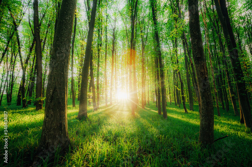 Fototapeta Naklejka Na Ścianę i Meble -  a spring forest trees. nature green wood sunlight backgrounds.