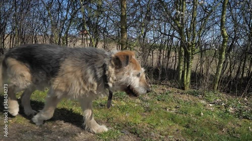 An old and sick lame dog with thick fur is slowly walking across the meadow along the bushes