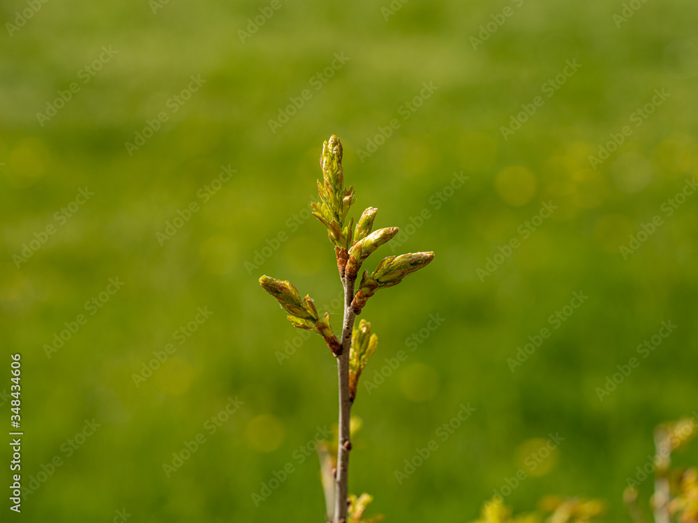 Zweig mit Knospen vor unscharfem grünen Hintergrund, Freisteller Zweig mit Knospen vor unscharfem grünen Hintergrund, Freisteller