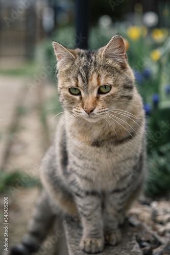portrait of a young cat