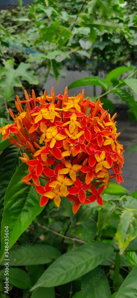 red and yellow flowers red and yellow flowers