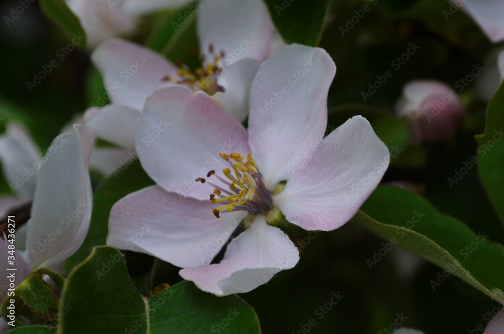 Fragrant young white flower on blossoming quince tree in sunny spring morning Fragrant young white flower on blossoming quince tree in sunny spring morning