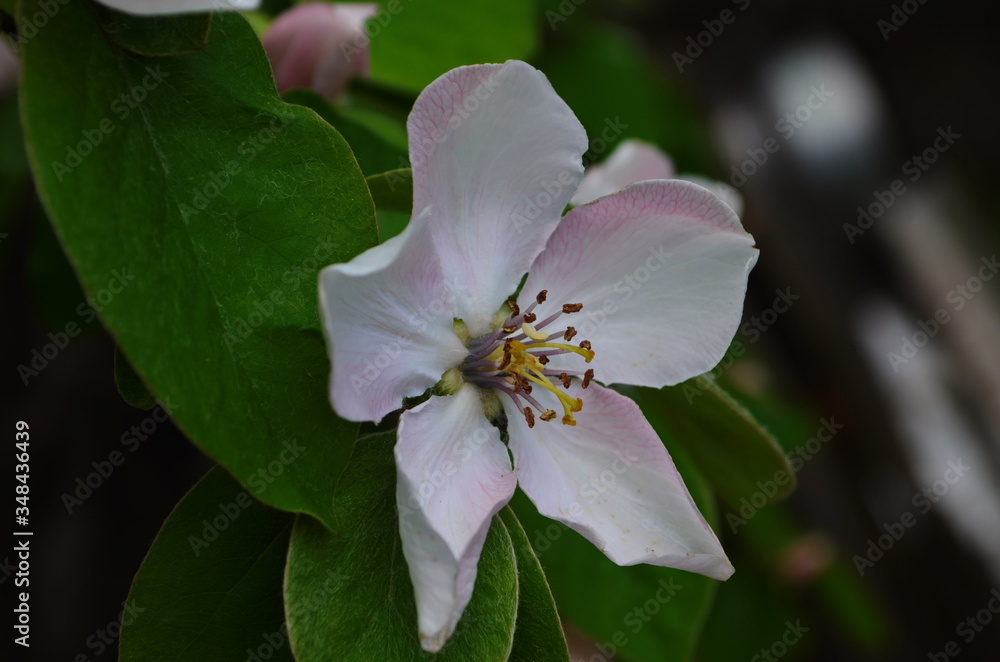 Fragrant young white flower on blossoming quince tree in sunny spring morning Fragrant young white flower on blossoming quince tree in sunny spring morning