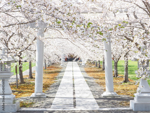 北海道の桜風景 白い鳥居と桜並木 Stock Photo Adobe Stock