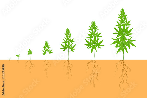 Hemp growing set. Marijuana on different stage of growth, stem, leaves, routs. Vector illustration for planting, cannabis cultivation, addiction, medicine concept