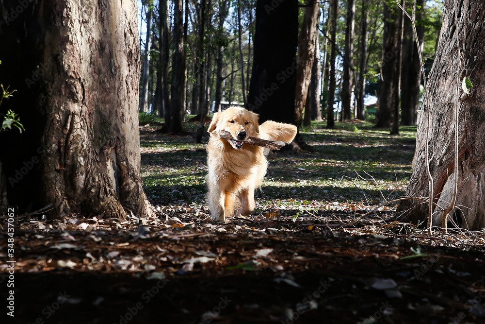 Golden Retriever