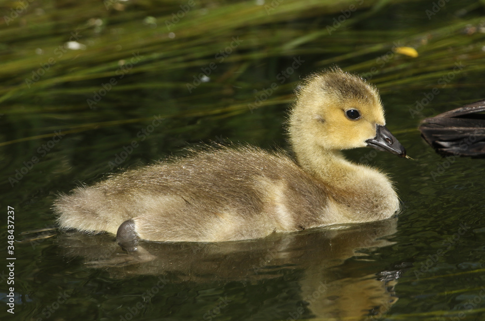 A cute Canada Geese Goslings, Branta canadensis, swimming on a lake in spring. A cute Canada Geese Goslings, Branta canadensis, swimming on a lake in spring.