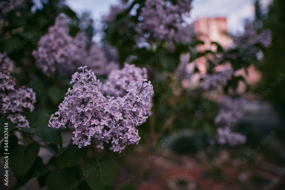 Obraz premium Lilac bushes blossom during the evening