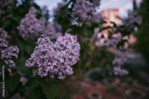 Lilac bushes blossom during the evening