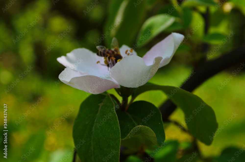 Fragrant young white flower on blossoming quince tree in sunny spring morning Fragrant young white flower on blossoming quince tree in sunny spring morning
