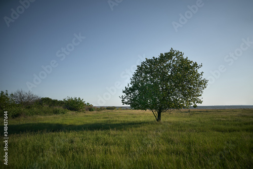 Lone tree stands on the field. Clear evening sky over grass field