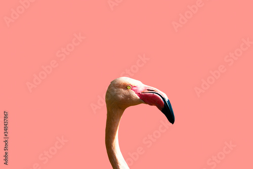 Pink Flamingo Profile on a Pink Background.