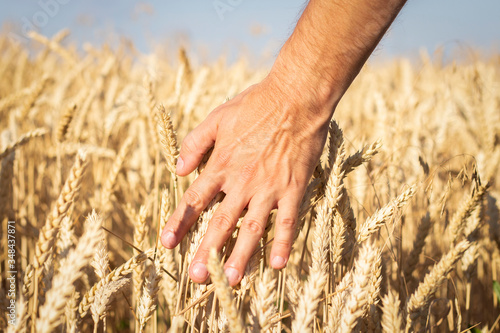 Male hand touches the ears of wheat or barley on the field. Good harvest concept  cereals  natural product.