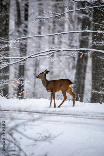 deer in winter forest