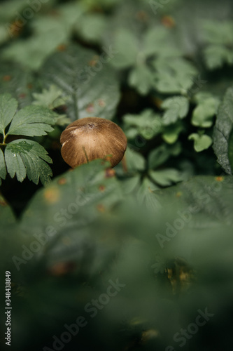 mushroom between the gren plants in the forest