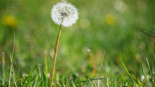 Sphere of dandelion with white head in meadow among green grass swaying on wind. Bloomed dandelion in nature grows from green grass.