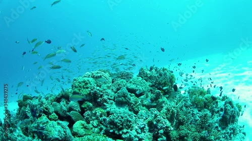 Wallpaper Mural 珊瑚と熱帯魚 Torontodigital.ca