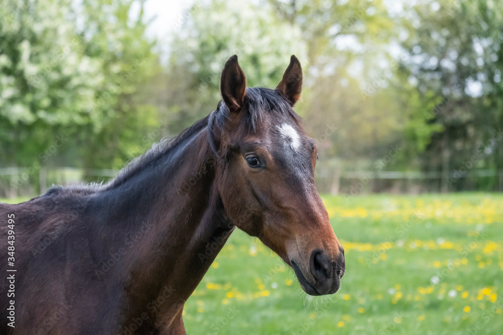 Portrait of a young stallionin the pasture for the first time on a sunny spring day. Blue sky. dressage and jumping horse stallions in a meadow. Breeding horses Portrait of a young stallionin the pasture for the first time on a sunny spring day. Blue sky. dressage and jumping horse stallions in a meadow. Breeding horses