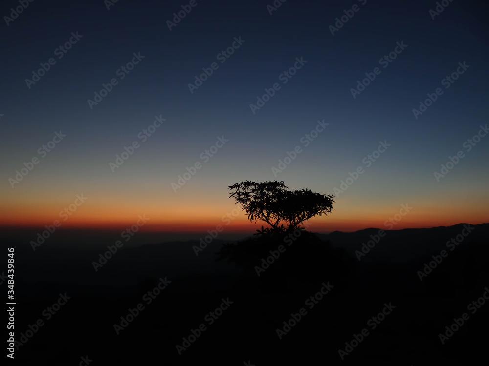 tree silhouette at sunset