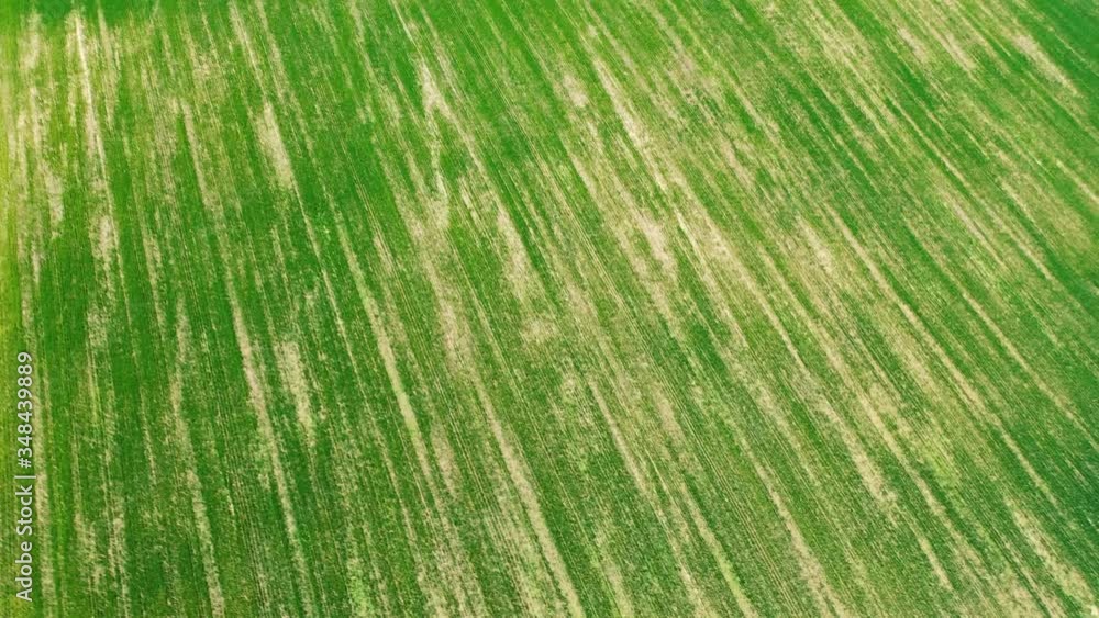 Flight over the green field of young shoots under the blue sky on a sunny day Flight over the green field of young shoots under the blue sky on a sunny day