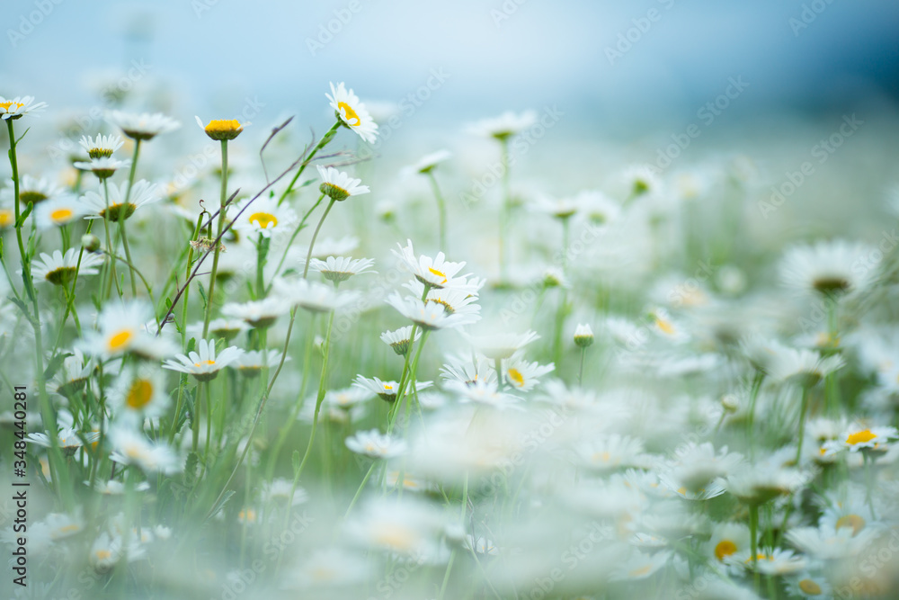 Beautiful, bright daisies on the plain.