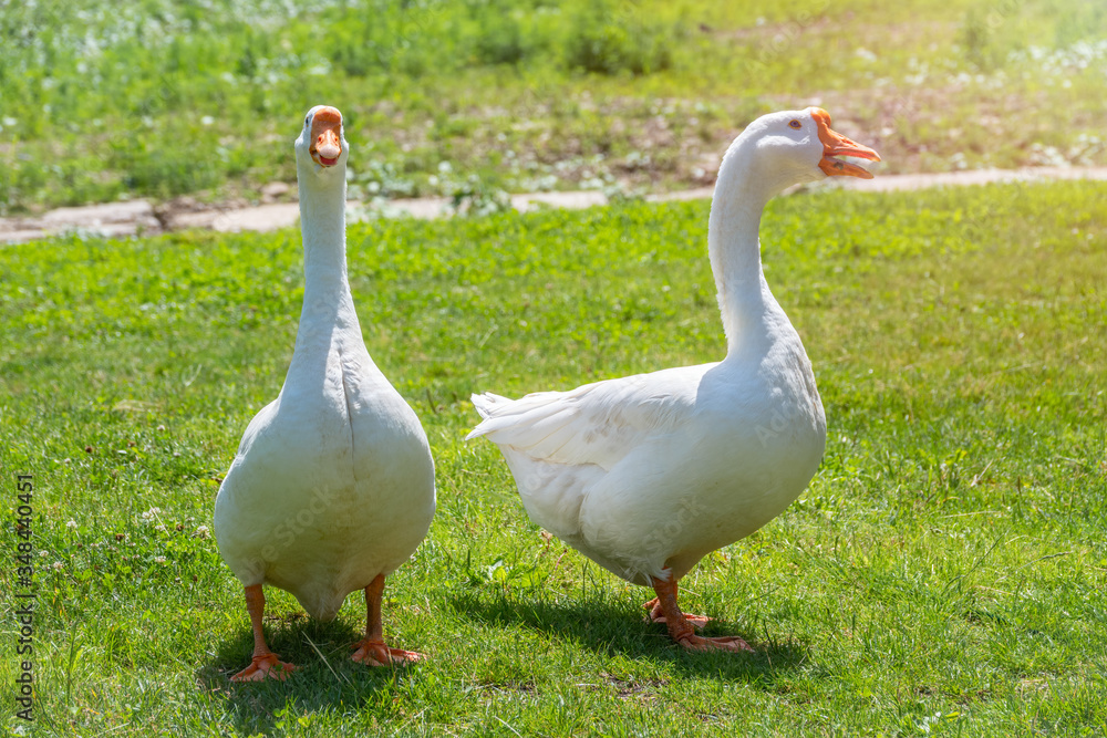 Two white big geese peacefully walking together in green grassy lawn on bright sunny day. Domestic goose, greylag goose or white goose, Anser cygnoides domesticus. Two white big geese peacefully walking together in green grassy lawn on bright sunny day. Domestic goose, greylag goose or white goose, Anser cygnoides domesticus.
