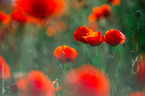 Beautiful, bright red poppies on a Sunny day.